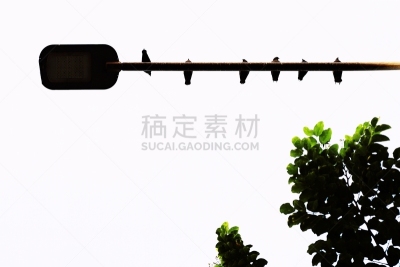 鸟类,鸽子,枝,路灯,绿色,动物主题,环境,泰国,环境保护,自然美