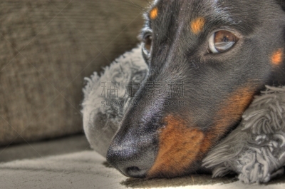迷你腊肠犬,纯种犬,肖像,玩具,英国,狗,猫科动物,小的,动物,腊肠犬