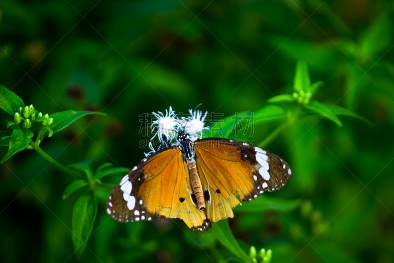 虎斑凤尾蝶,清新,自然界的状态,热带气候,野生动物,Butterfly Garden,鳞翅类,翅膀,蝴蝶花,喂养