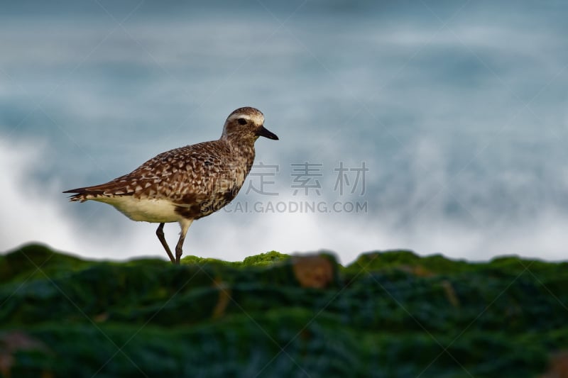 灰斑鸠,防水长靴,野生动物,灰色,小的,生物,动物,鸟类,户外