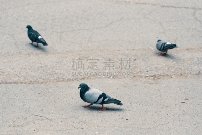 鸟类,人群,活力,纽约,平衡,动物,人的眼睛,户外,吉尔吉斯斯坦,自然