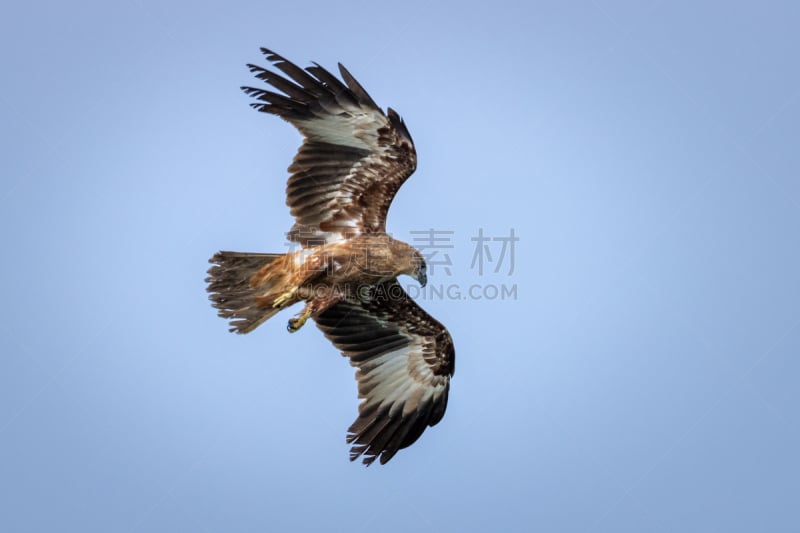 栗鸢,食肉鸟,印度次大陆人,印度河,少年早期,视力,图像,海洋,英国,黑鸢