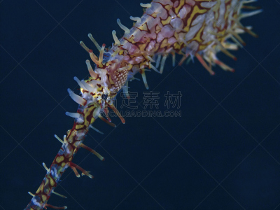 幽灵管鱼,剃刀鱼,北苏拉威西,美娜多,苏拉威西,水肺潜水,动物鳍,水下,动物习性,动物身体部位