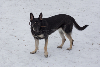 雪,动物,白色,宠物,欧洲,东,牧羊人,可爱的,寒冷,纯种犬