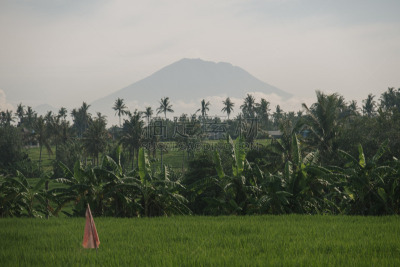 火山,绿色,棕榈树,稻,田地,巴厘岛,夏威夷大岛,热带雨林,鸡尾酒,树