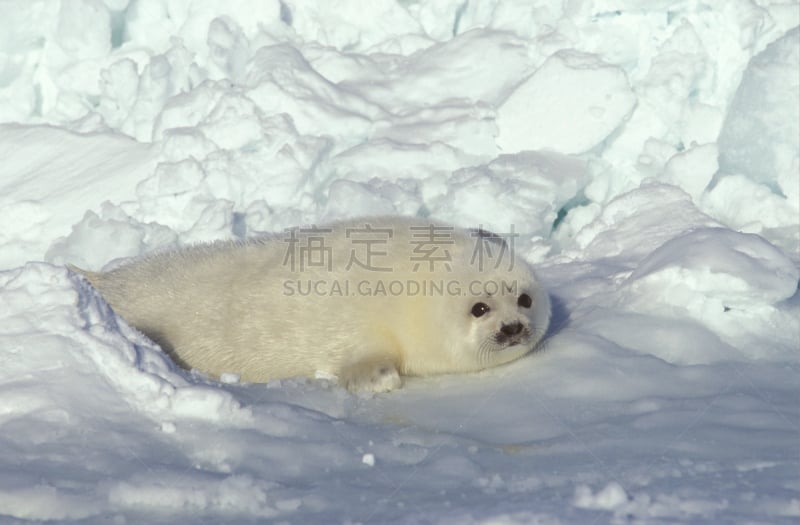 格陵兰海豹,可爱的,寒冷,野生动物,雪,加拿大,哺乳纲,魁北克,动物,冰