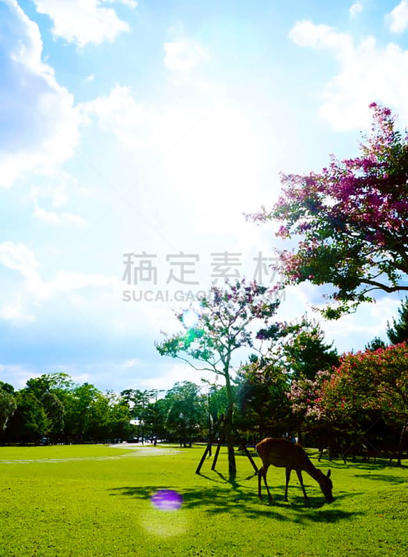 夏天,食草,鹿,东大寺,奈良县,小鹿,母鹿,垂直画幅,京都府,里山