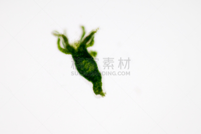 显微镜,水,刺胞动物,水熄虫,动物,水蛭,在下面,小的,清新,教育
