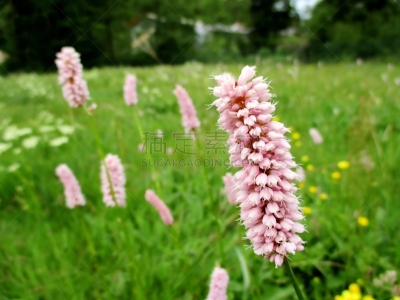Hampe florale rose tendre d'une renouée distorte (polygonum bistorta officinal) au premier plan. Autres spécimens dans une prairie verte floutés au second plan. Lac de Longemer, Vosges, France. Printemps 2019.