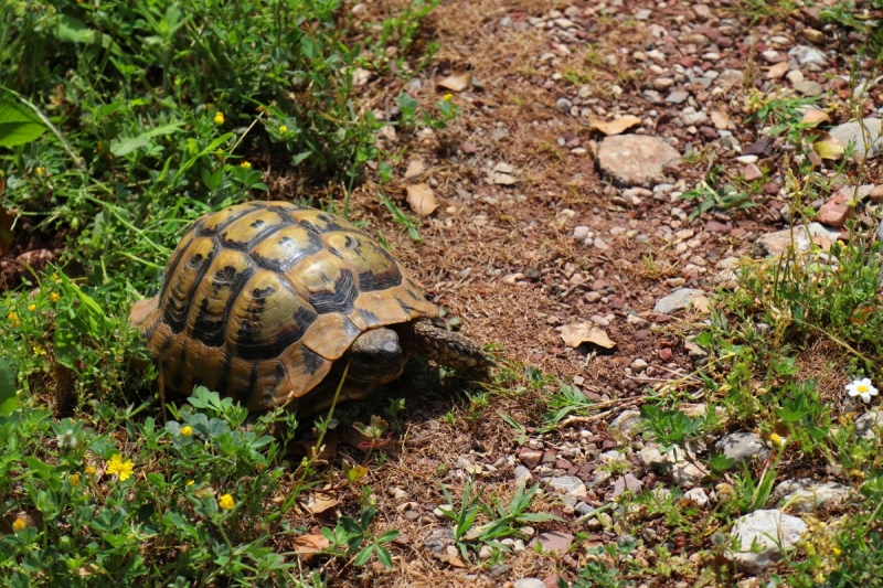 石头,野外动物,希腊,龟,泥土,植物群,腰部以下,草,步行预览效果