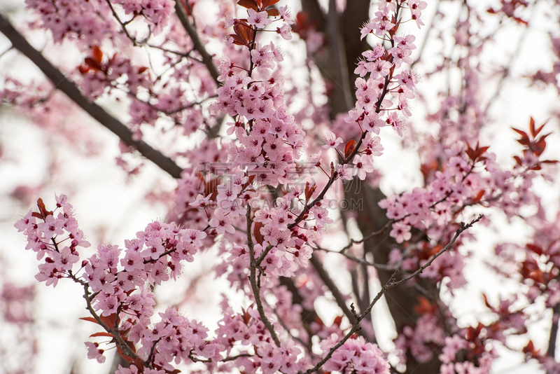 花朵,春天,冬天,特写,早晨,杏树类