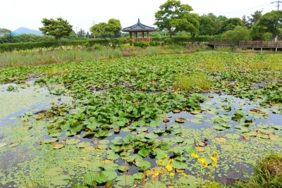 제주에 있는 연못의 풍경이다.