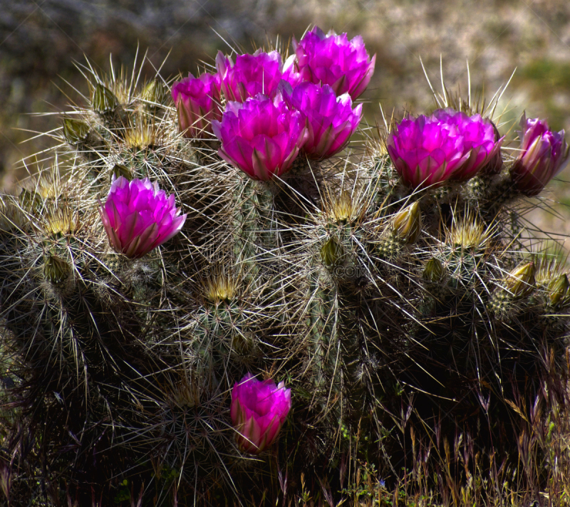 猥仙人掌,宽的,花头,角度,阿帕基小路,自然界的状态,Tonto National Forest,仙人掌,丰富,花