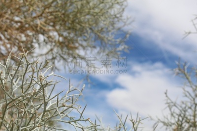二十九棵棕榈,风,生物学,灵感,环境,环境保护,自然美,沙漠,豆目,豆科植物