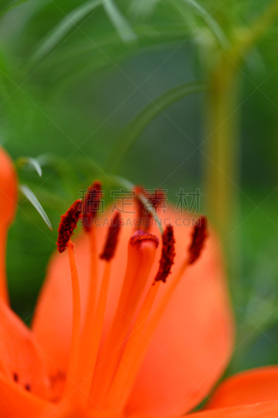 百合花,垂直画幅,大特写,特写,橙色,平衡折角灯,一个物体,情人节卡,广场,植物
