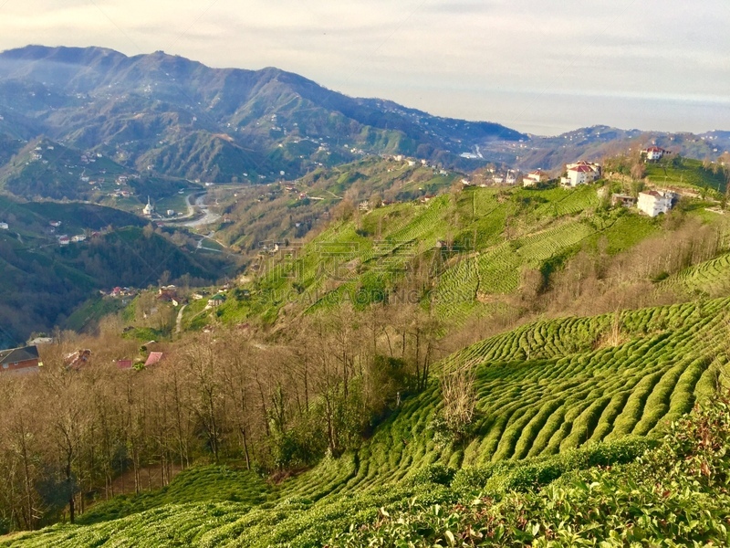 清新,红茶,乡村,茶树,农业,素食,茶叶,绿茶,菜园,环境保护