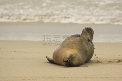 澳大利亚海狮,袋鼠岛,狩猎动物,水,西澳大利亚,水平画幅,沙子,两只动物,野外动物,海狮