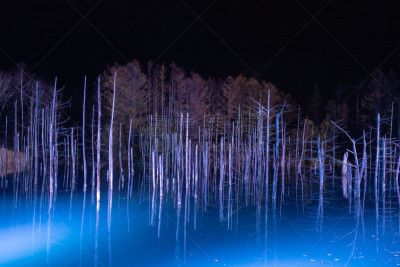 湖,夜晚,美瑛町,照明设备,雪,水面,池塘,烙心蓝池,背景,秃树