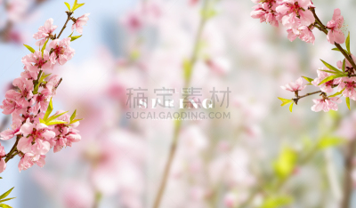 春天,花