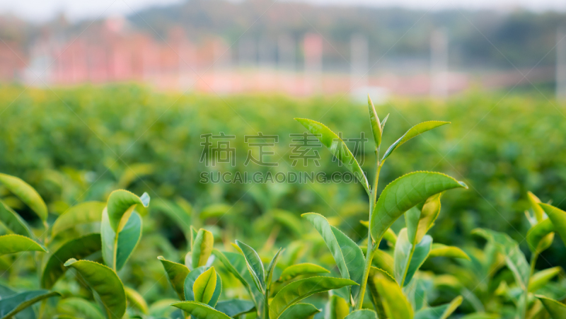 植物,绿色,茶叶,活力,农业,泰国,熟的,枝繁叶茂,户外,马来西亚