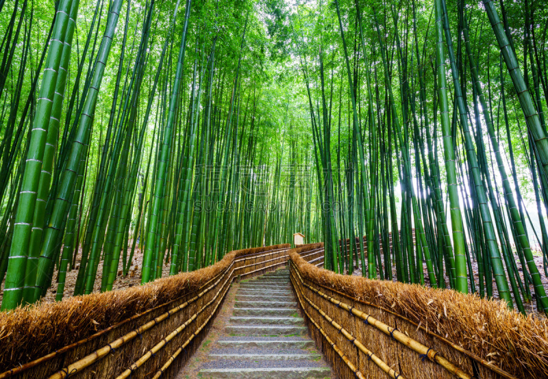 岚山,京都府,小路,日本,竹林,竹,旅途,易接近性,枝繁叶茂,著名景点
