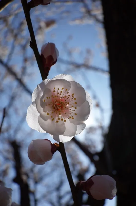 仅一朵花 白色 梅子树 梅子 梅花 插花术 雄蕊 星和园 平和 垂直画幅图片素材下载 稿定素材