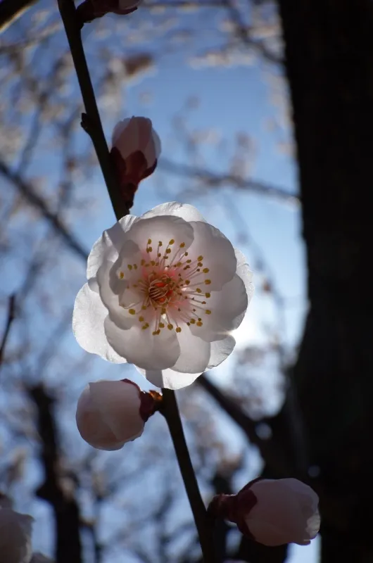 仅一朵花 白色 梅子树 梅子 梅花 插花术 雄蕊 星和园 平和 垂直画幅图片素材下载 稿定素材 仅一朵花 白色 梅子树 梅子 梅花 插花术 雄蕊 星和园 平和 垂直画幅图片素材下载 稿定素材