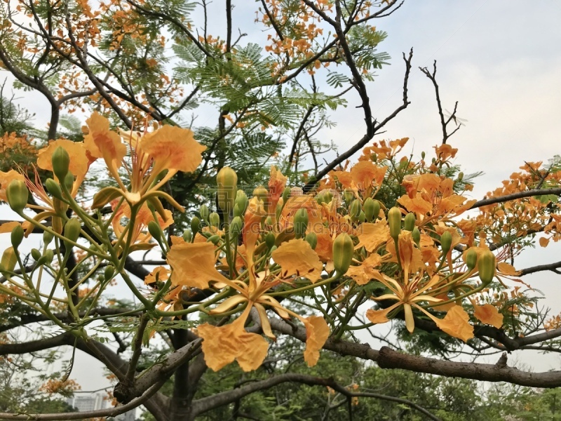 孔雀,云实,花朵,华丽的,热带气候,泰国,橙色,环境保护,复古风格,四方连续纹样