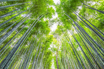 京都府,岚山,日本,竹林,著名自然景观,镰仓市,著名景点,自然美,东亚,巨竹
