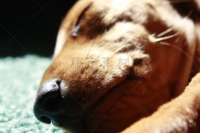 迷你腊肠犬,纯种犬,肖像,玩具,英国,狗,猫科动物,小的,动物,腊肠犬