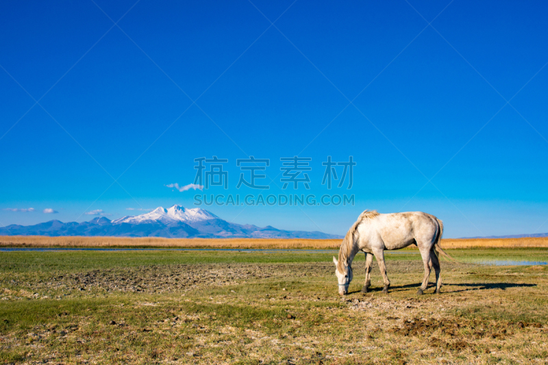 土耳其,开塞利,马,山,芦苇,草地,白马,食草,埃尔吉耶斯,安纳托利亚