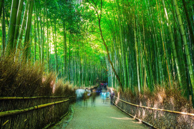 京都府,岚山,竹林,禅宗,水平画幅,无人,传统,符号,户外,雨林