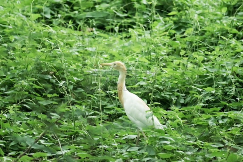 白鹭,苍鹭,湿地,绿色,非凡的,羽毛,白色,背景,叶子,站