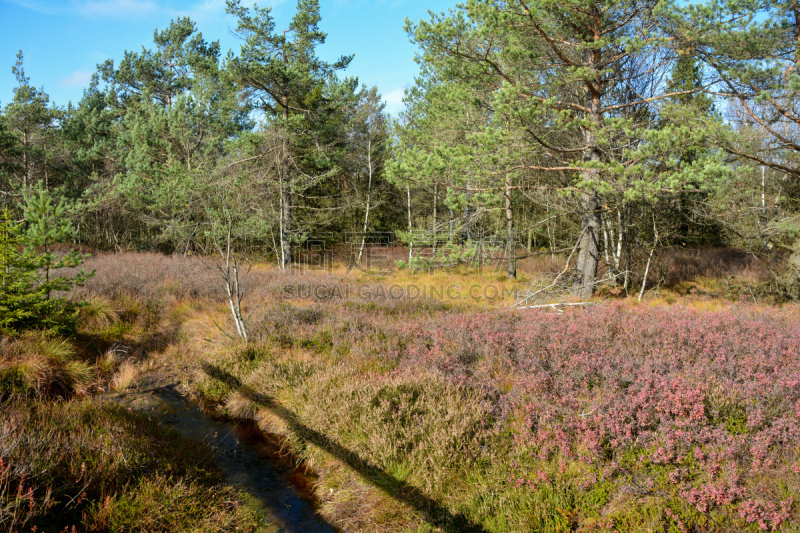 Black moor in the Rhön, Bavaria, Germany, in the autumn with Moor eyes