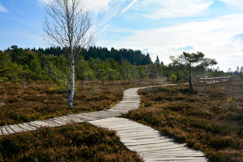 Wood path through the black bog moor in the Rhön, Bavaria, Germany, in autumn, with a fork, blue sky and a birch