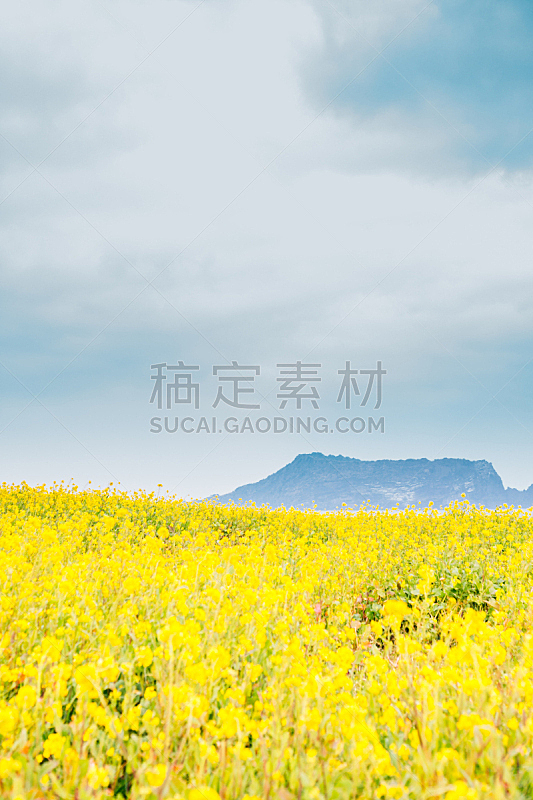 韩国,黄色,油菜花,凝灰岩,田地,圆锥,济州岛,世界遗产,著名景点,芜菁
