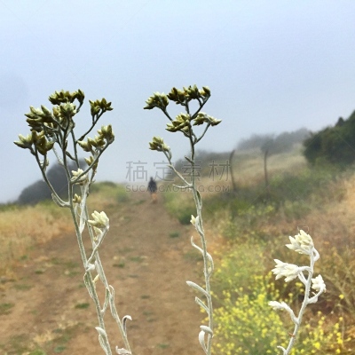 特写,徒步旅行,灰色,小路,野花,早晨,农业,旅途,多盘加峡谷,植物