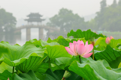 hangzhou west lake Lotus in full bloom ?in China