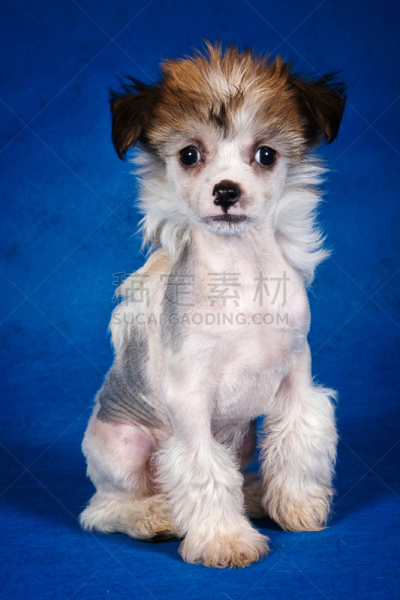 小狗,中国冠毛犬,蓝色背景,可爱的,纯种犬,狗,动物,理毛行为,犬科的,影棚拍摄