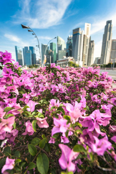 滨海湾 ,夏天,城市天际线,新加坡市,人行桥,垂直画幅,天空,度假胜地,新加坡,无人