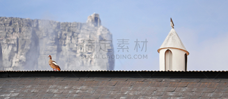 埃及雁,开普敦,塔,鸟类,屋顶,南非桌山,都市风景,天空,动物习性,动物身体部位