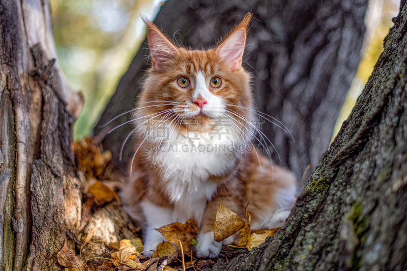 缅因库恩猫,小猫,灰色,野生动物,雪,狗,哺乳纲,猫科动物,动物,丛林狼