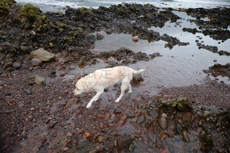 海岸线,拉布拉多犬,纯种犬,英国,狗,著名景点,自然美,岩石,服务犬,斯通海芬