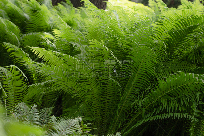 蕨类,叶子,自然,绿色,大学,背景,纹理效果,植物园,步行,教育