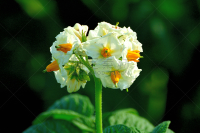 Close-up photo of potato flowers, located at one of the lookouts called Shujitsu-no-Oka (Shujitu Hill), not far from Biei Town. 
The extensive, which make a sharp difference from flat rice fields in the other islands of Japan’s rural landscape, including 