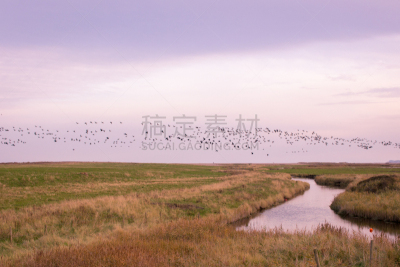 cley next the sea,雁属,诺福克,英国,自然美,丘陵鹅,鸟类,海岸线,芦苇,户外