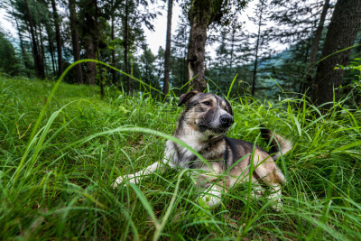 狗,户外,森林,可爱的,旅途,西姆拉,野生动物,动物,犬科的,印度