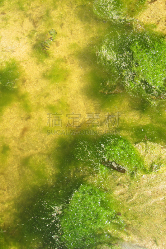 藻类,生物学,赤潮,海洋生命,环境,池塘,海岸线,植物,岩石,澳大利亚