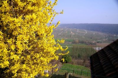 UV-Filter, offene Blende, Forsythia × intermedia, Goldflieder, Forsythia, Frühblüher, leicht giftig,
