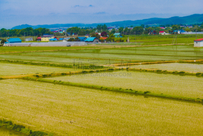 田地,稻,日本